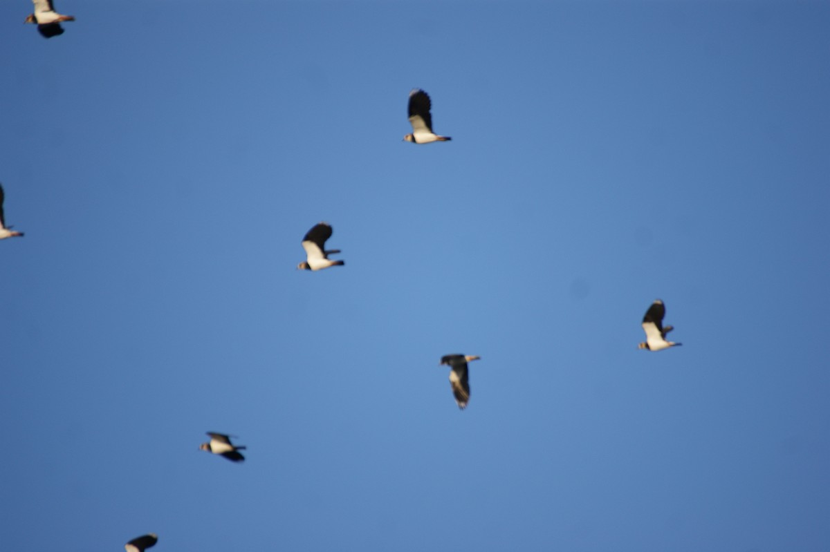 Hegabera eurasiarra - ML643368862