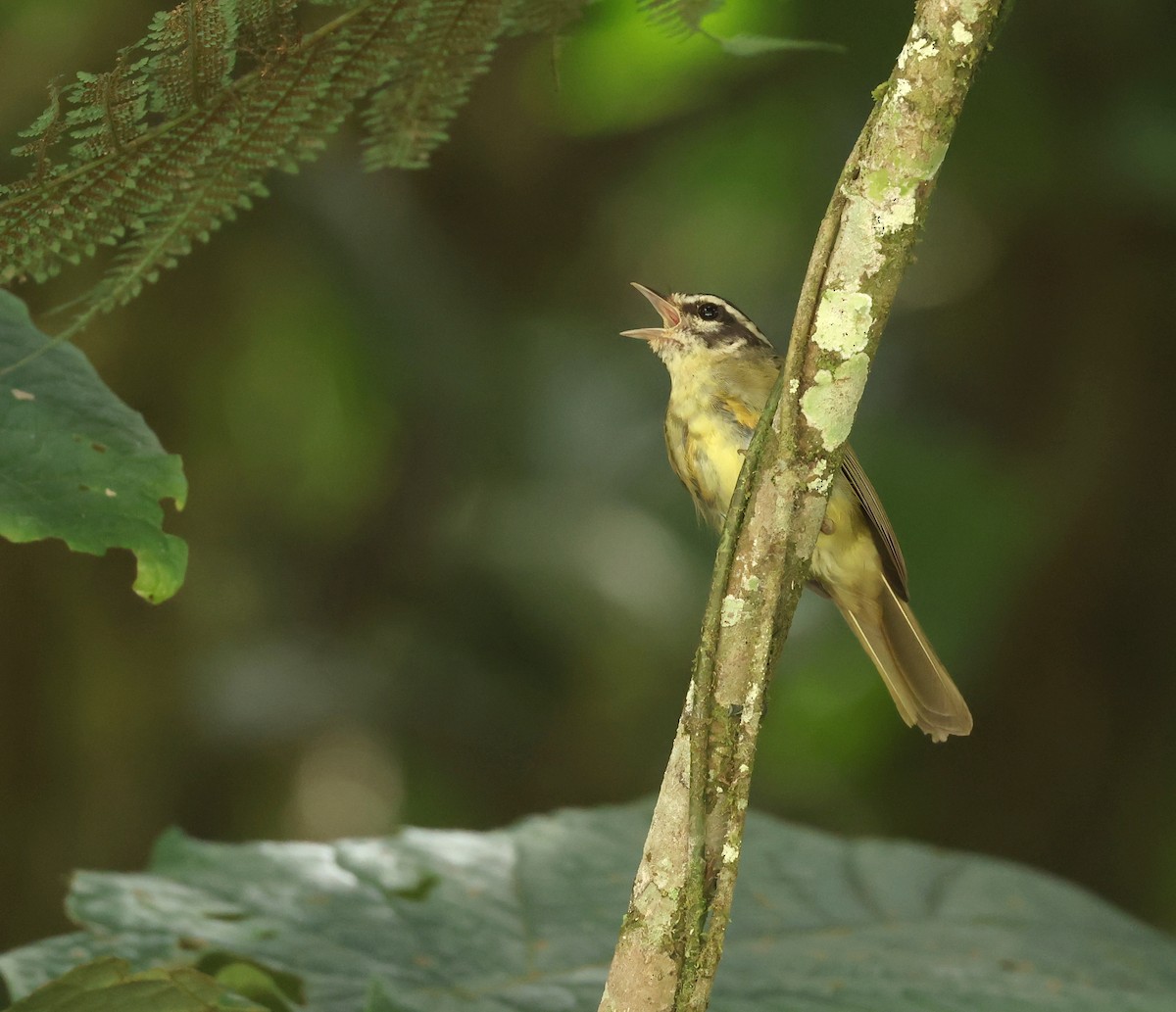 Three-striped Warbler (Three-striped) - ML643368868