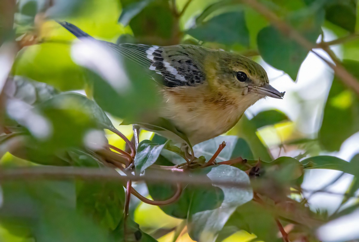Bay-breasted Warbler - ML643368869