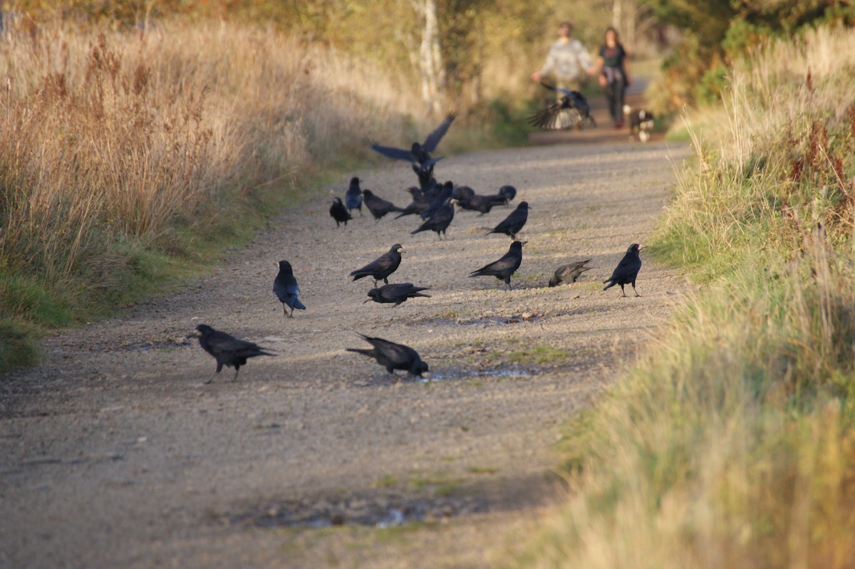 Ipar-belea - ML643368872