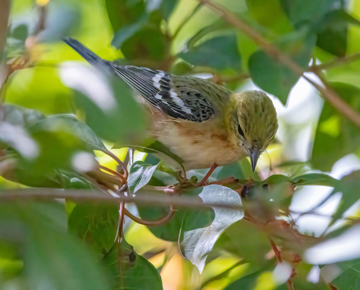 Bay-breasted Warbler - ML643368876