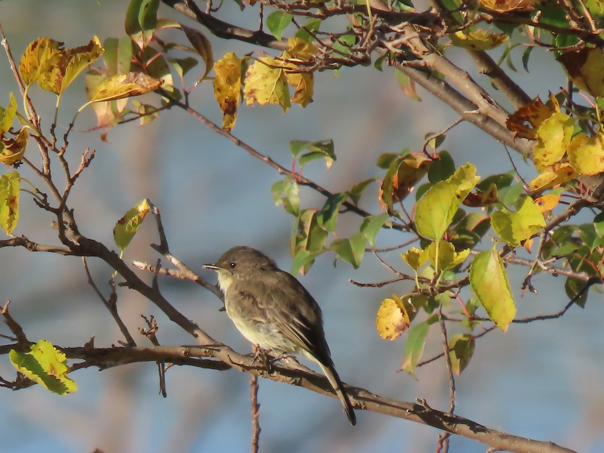 Eastern Phoebe - ML643368892