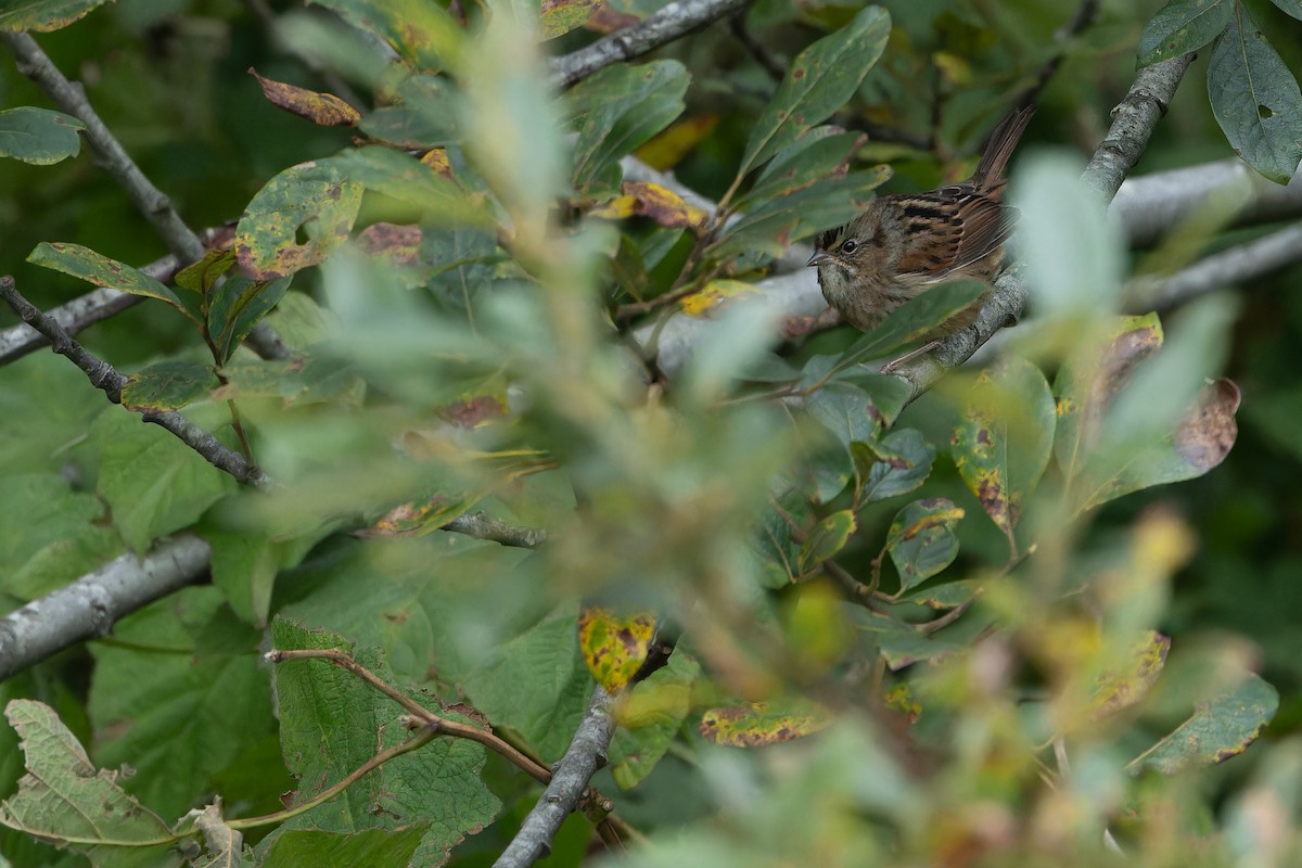 Swamp Sparrow - ML643368893