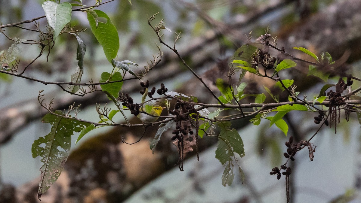 Yellow-vented Warbler - ML643368898