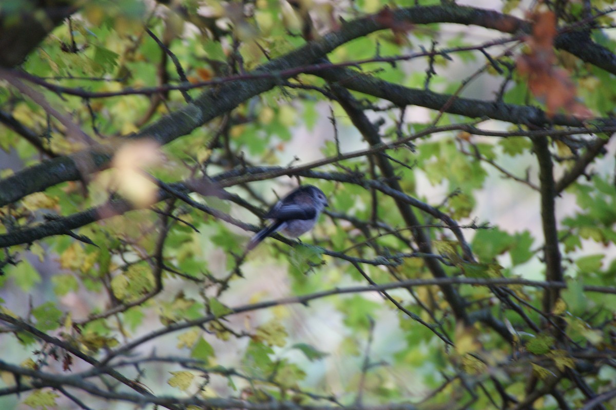 Long-tailed Tit - ML643368922