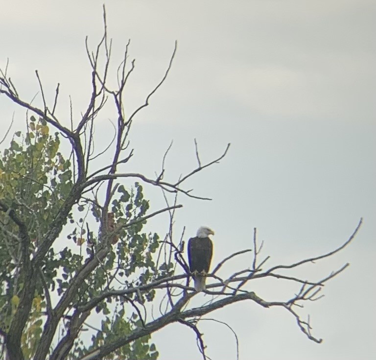 Bald Eagle - ML643368923