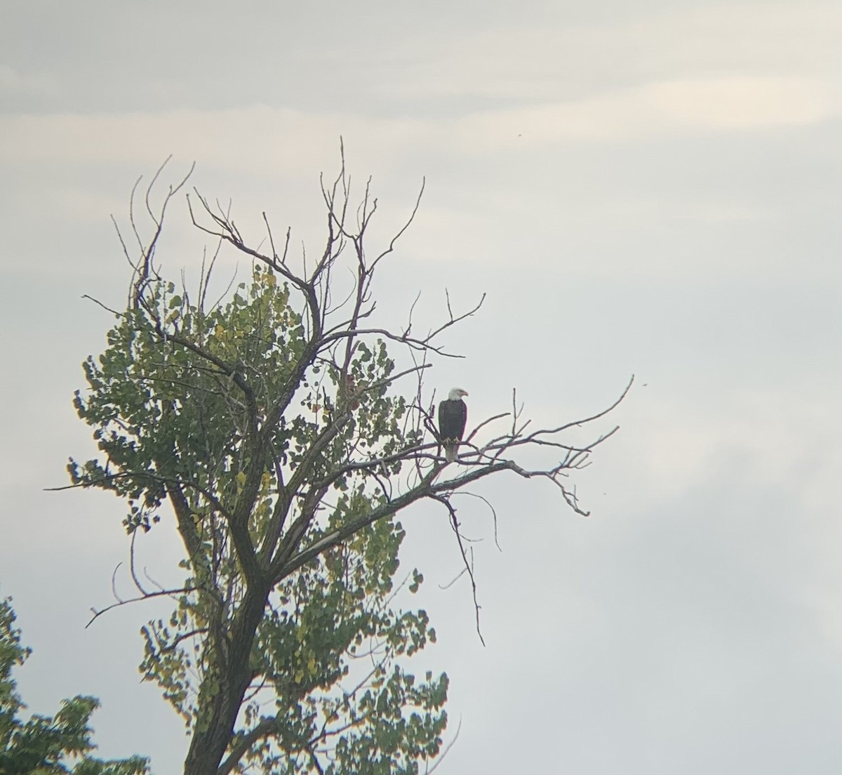 Bald Eagle - ML643368924