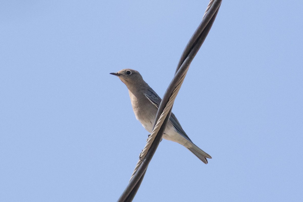 salašník horský - ML643368932