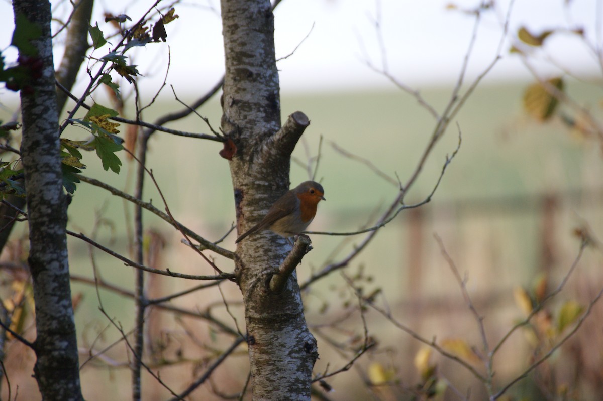 Txantxangorria - ML643368933