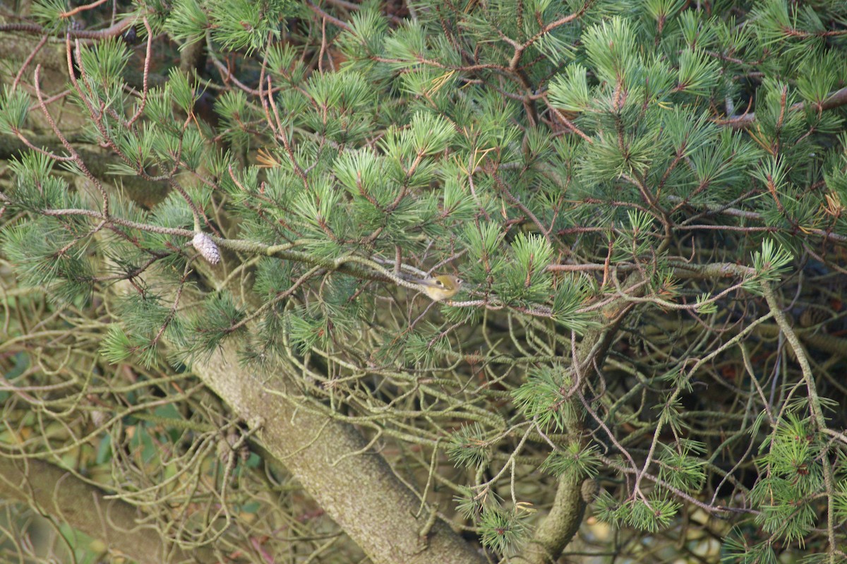 Mendi-erregetxoa - ML643368942