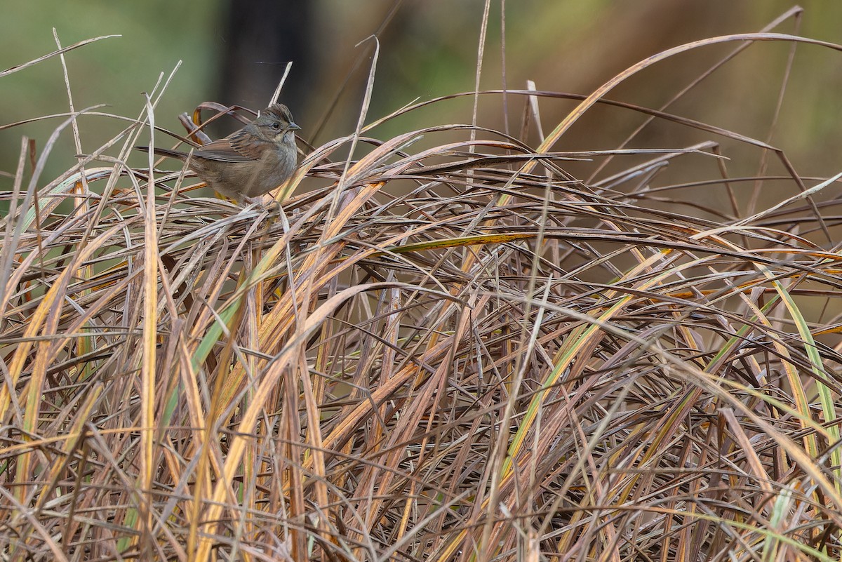 Swamp Sparrow - ML643368952