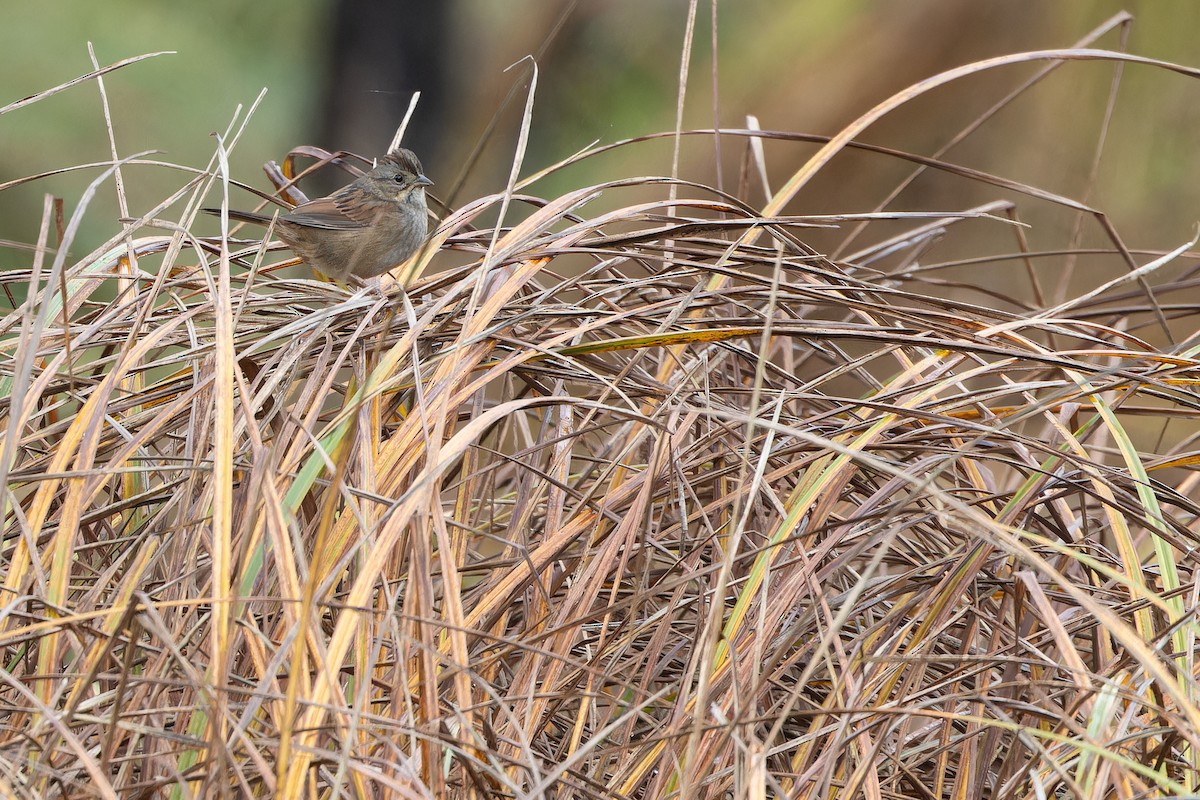 Swamp Sparrow - ML643368953