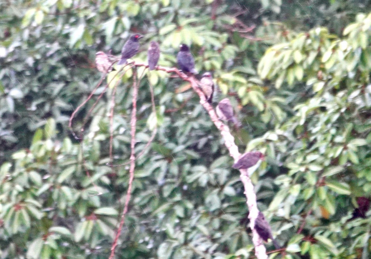 Asian Glossy Starling - ML643368962