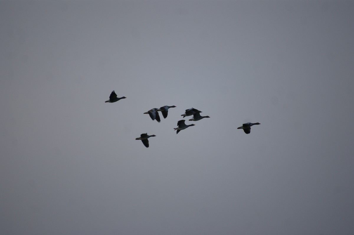 Antzara hankagorrizta - ML643368965