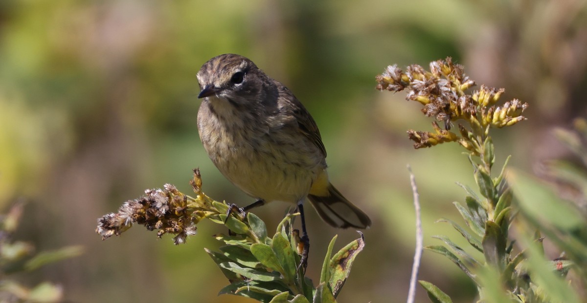 Palm Warbler - ML643368967