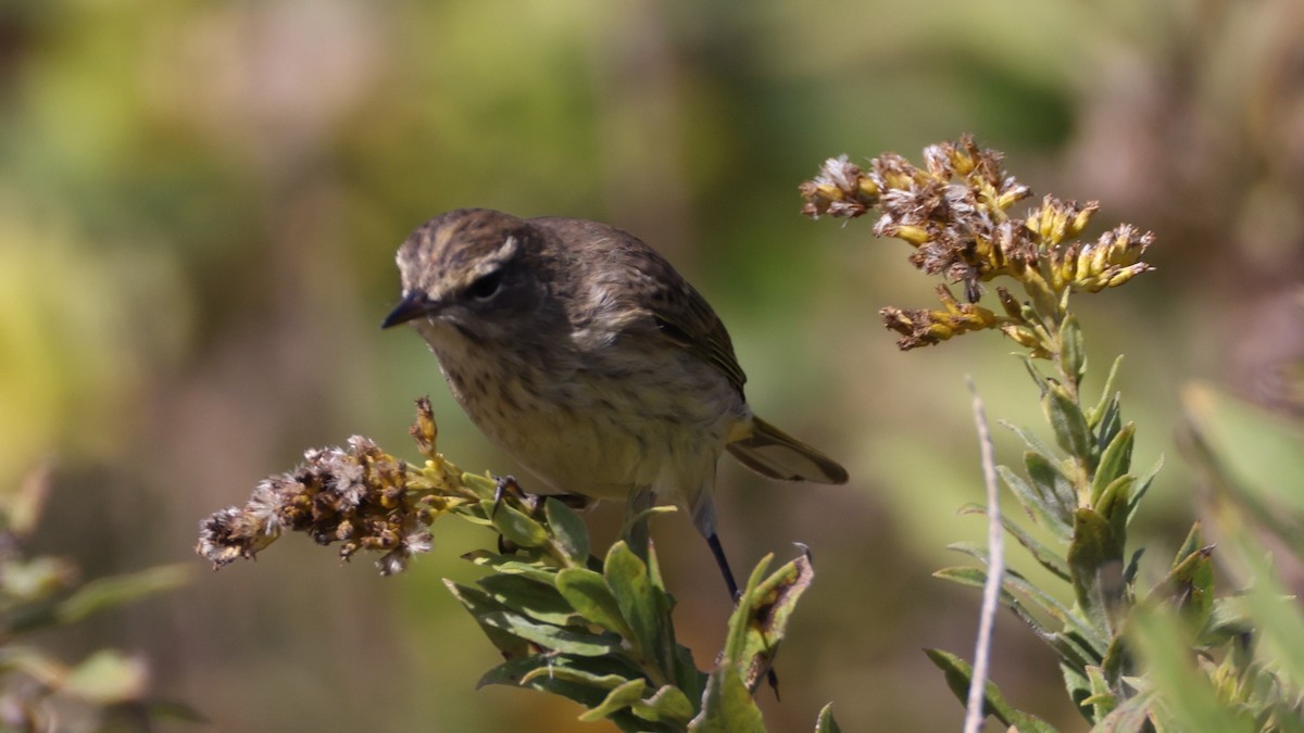 Palm Warbler - ML643368968