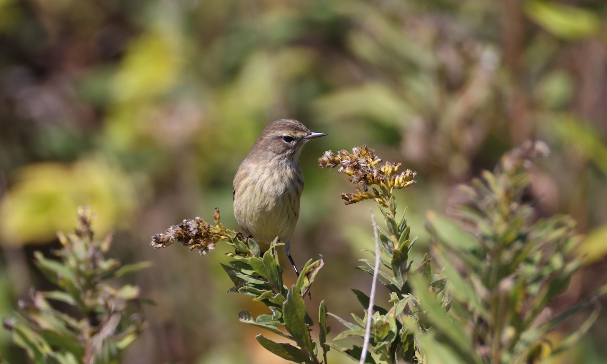 Palm Warbler - ML643368969