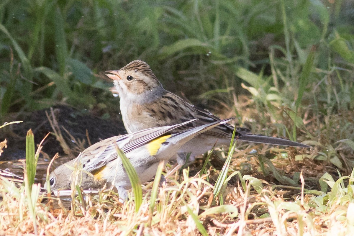 Clay-colored Sparrow - ML643368971