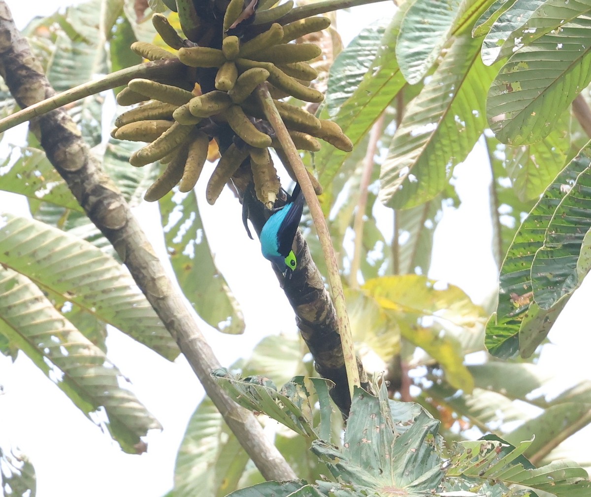 Paradise Tanager - ML643368975