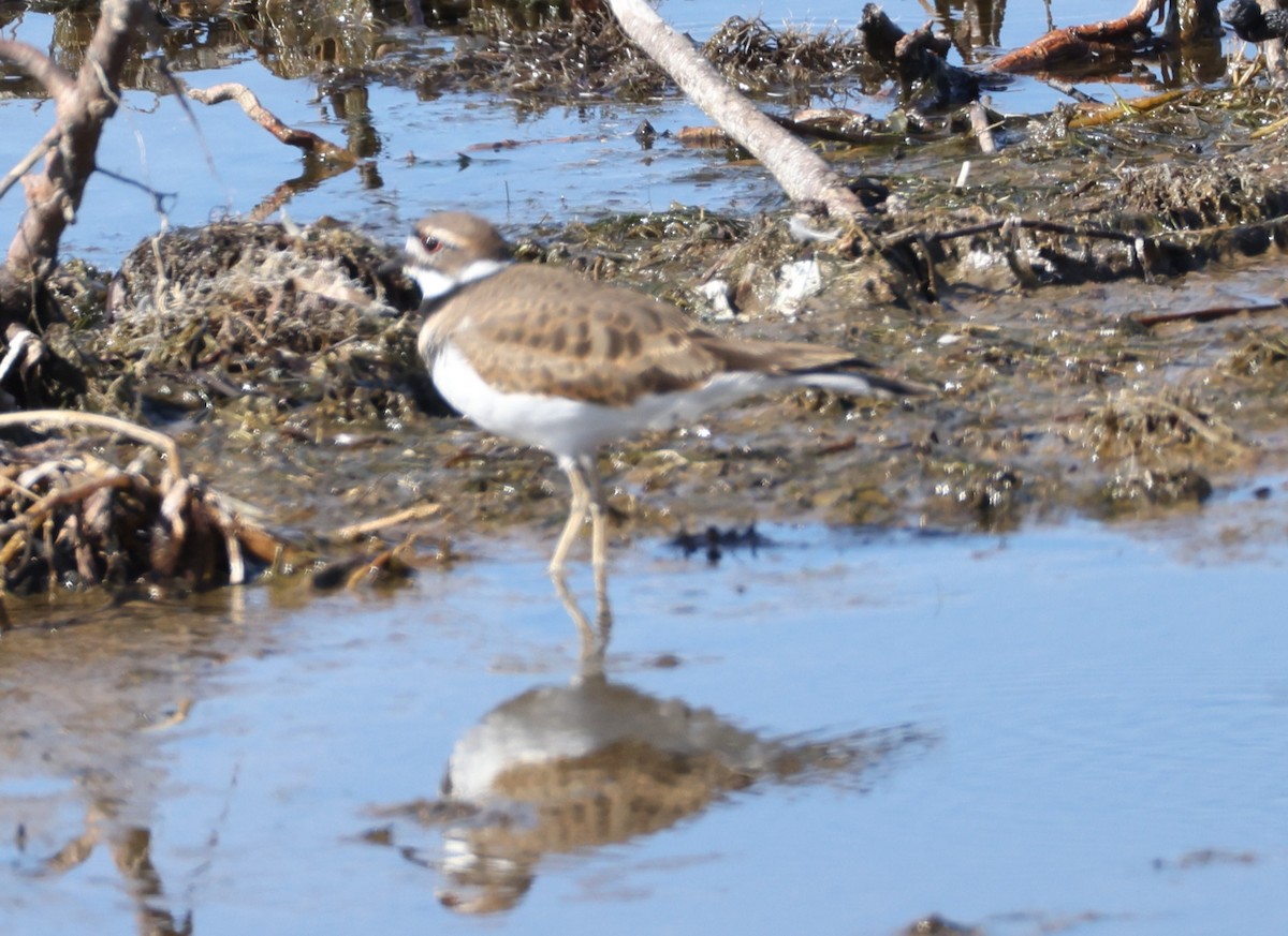 Killdeer - ML643368979