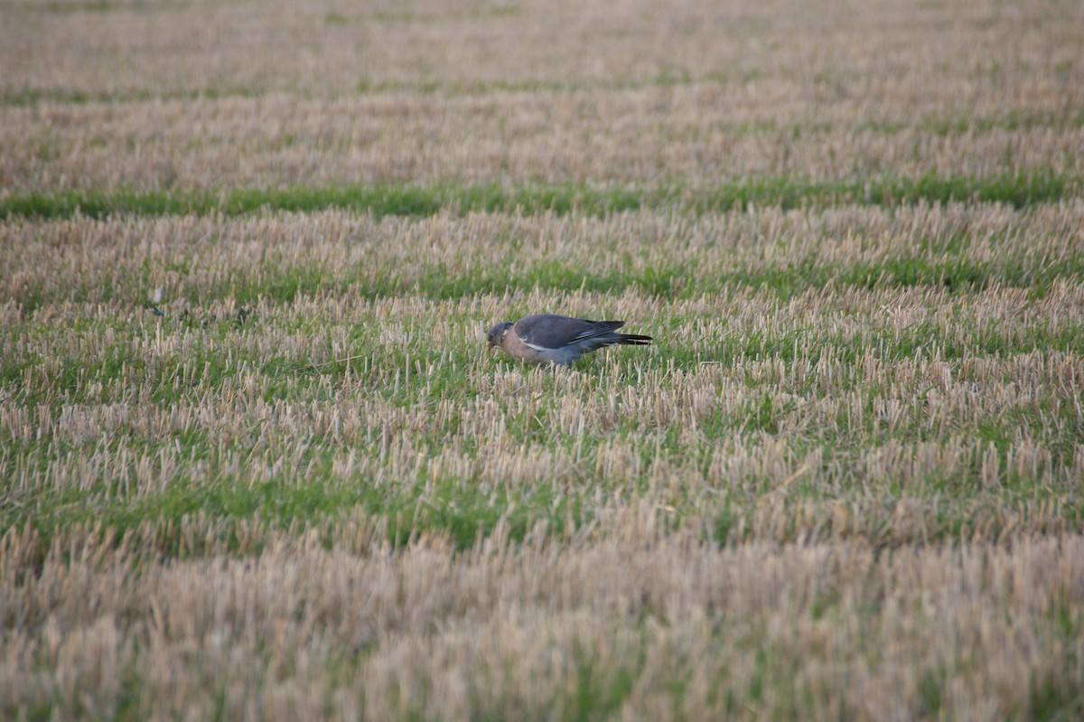 Pagausoa - ML643368982