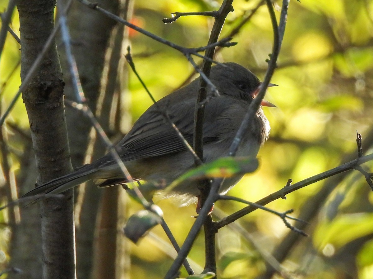 Dark-eyed Junco - ML643368984