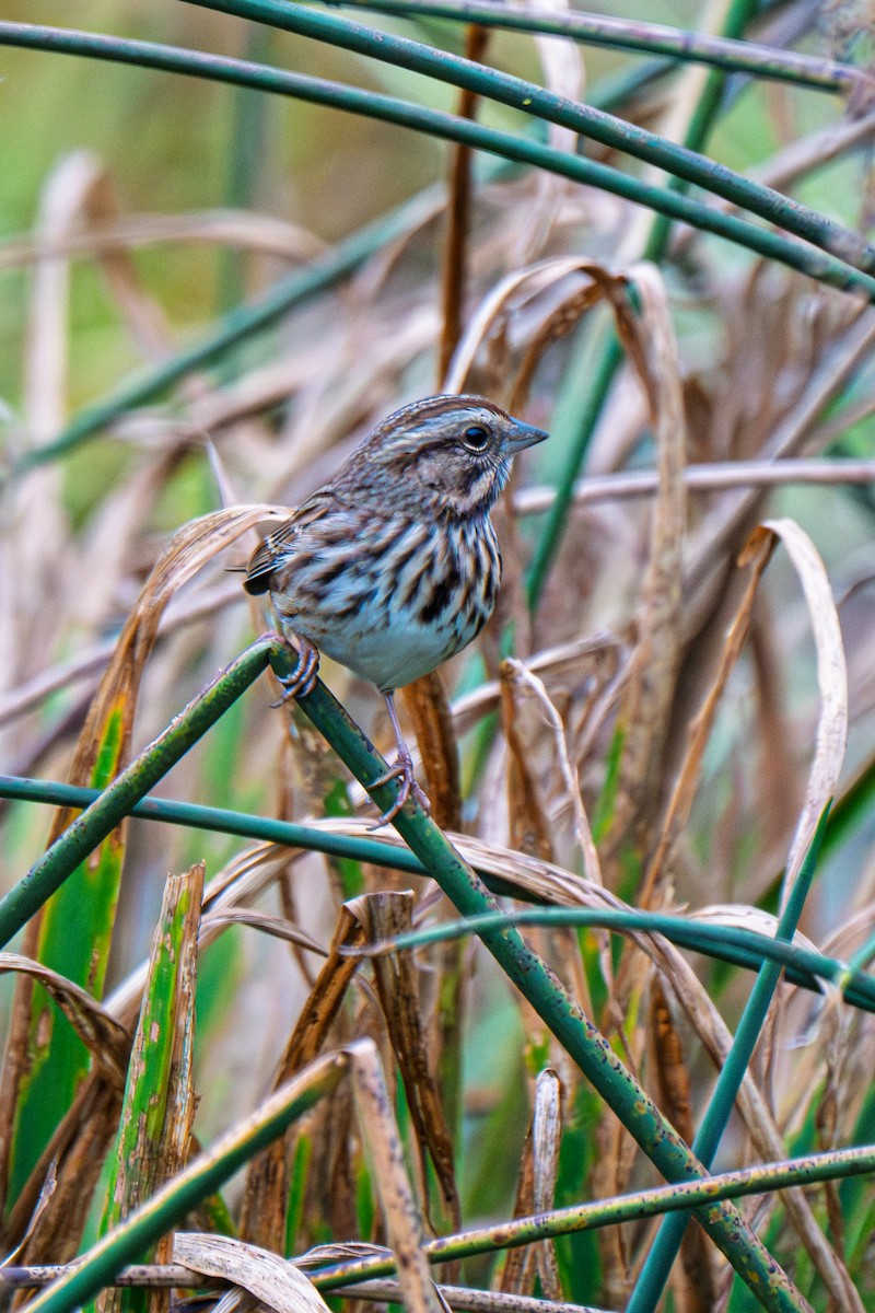 strnadec zpěvný (ssp. melodia/atlantica) - ML643368989