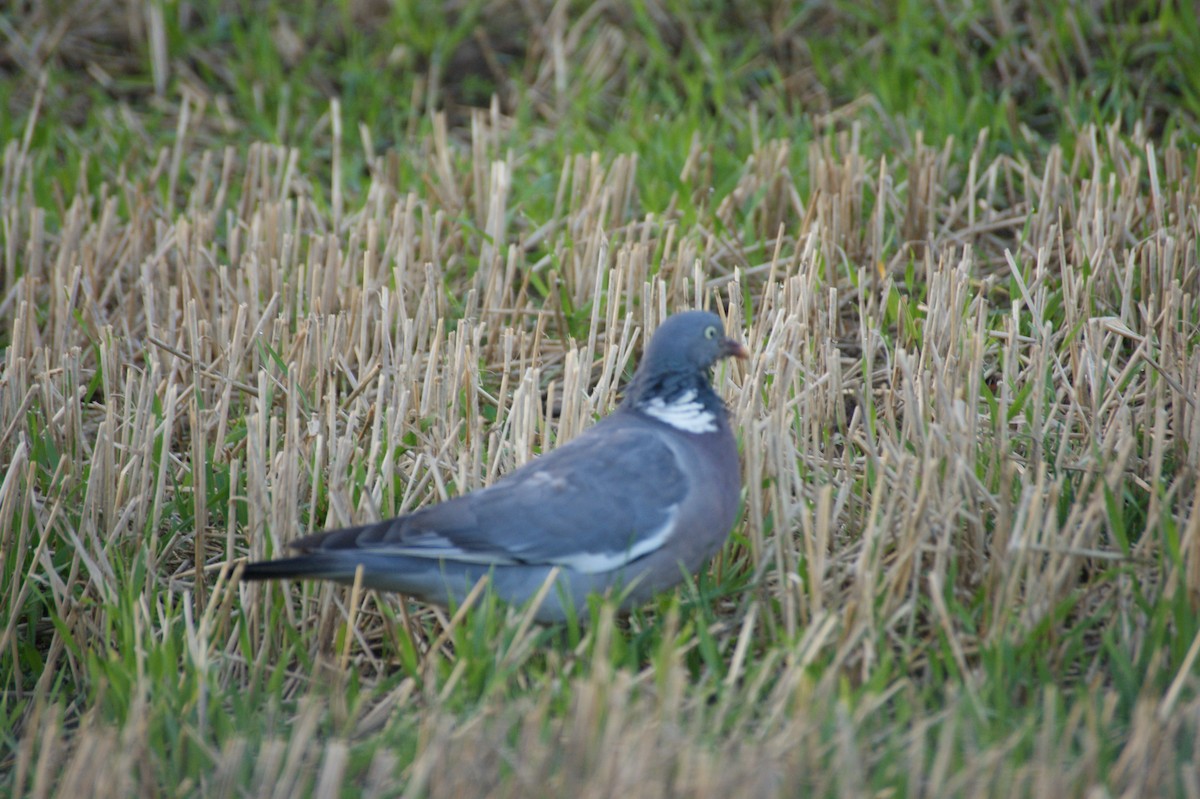 Pagausoa - ML643368996