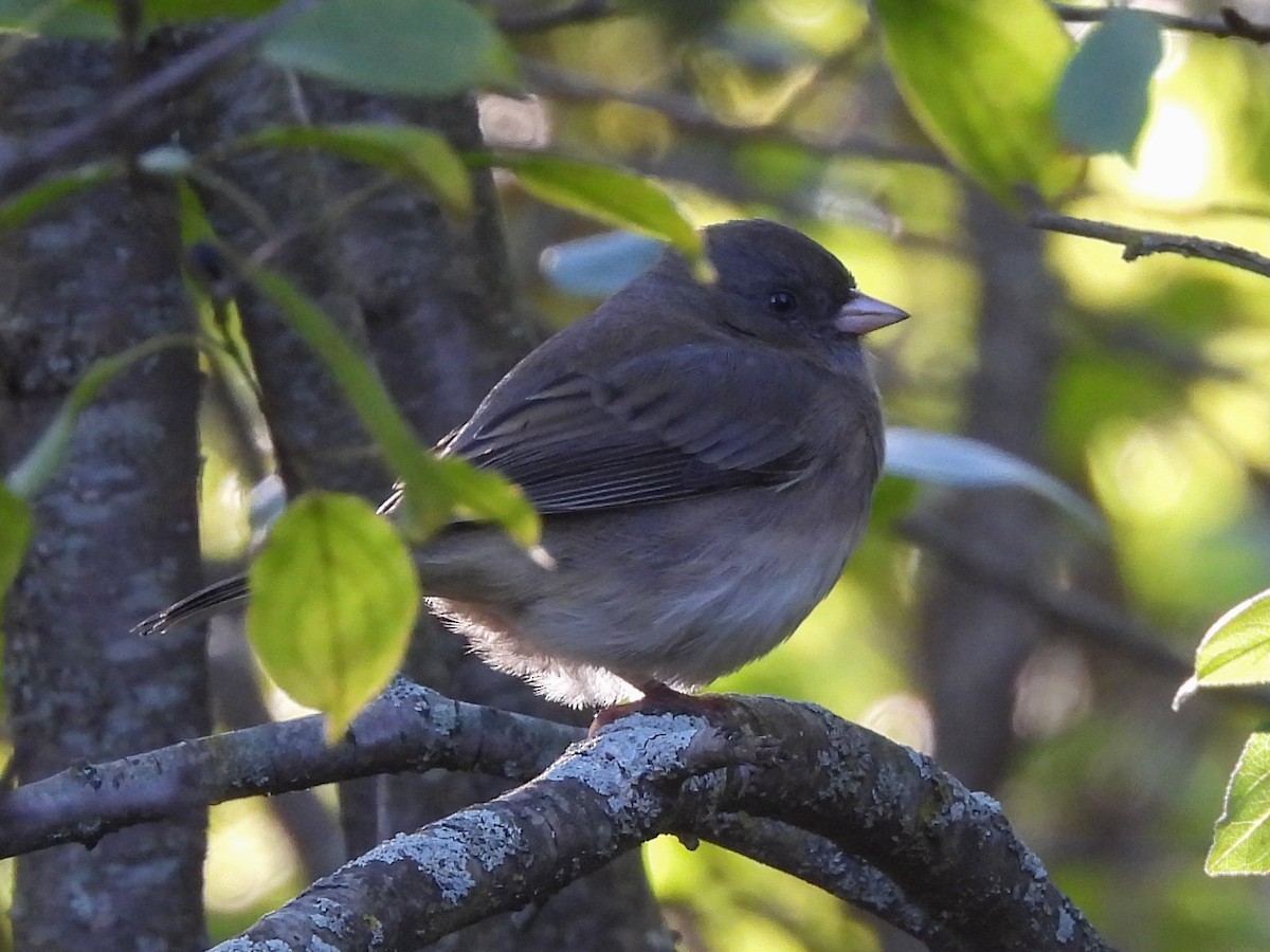 Dark-eyed Junco - ML643368997