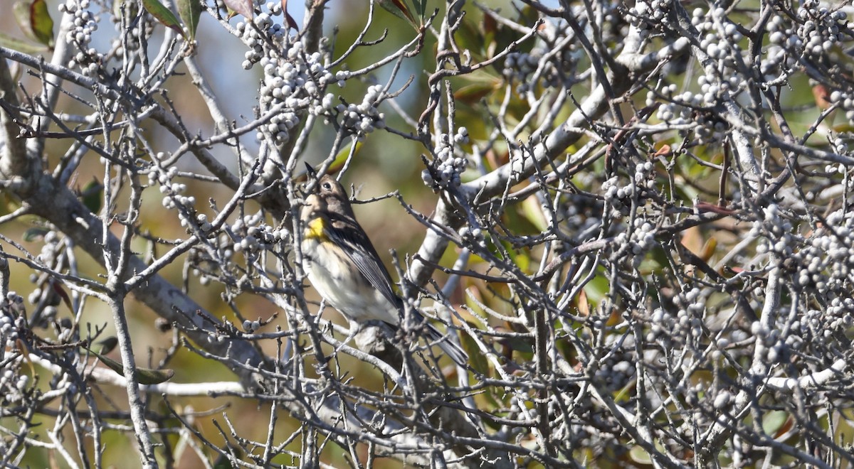Yellow-rumped Warbler - ML643368998