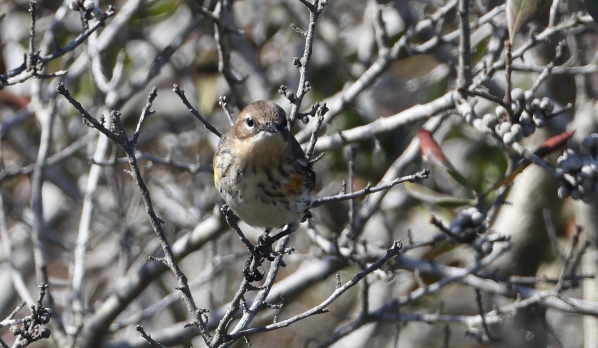 Yellow-rumped Warbler - ML643368999