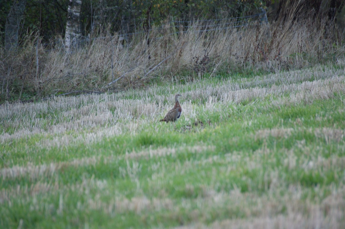 Faisai arrunta - ML643369005