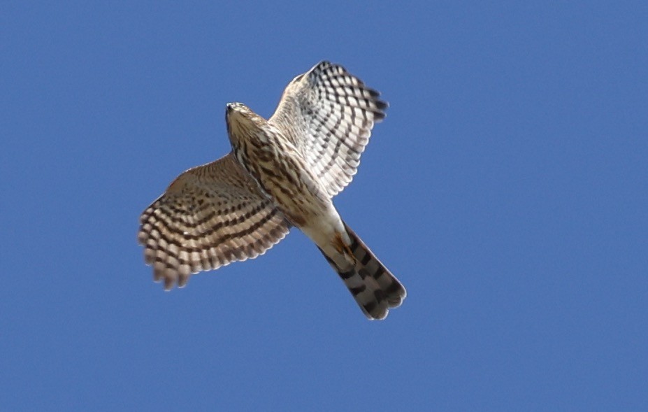 Sharp-shinned Hawk - ML643369013