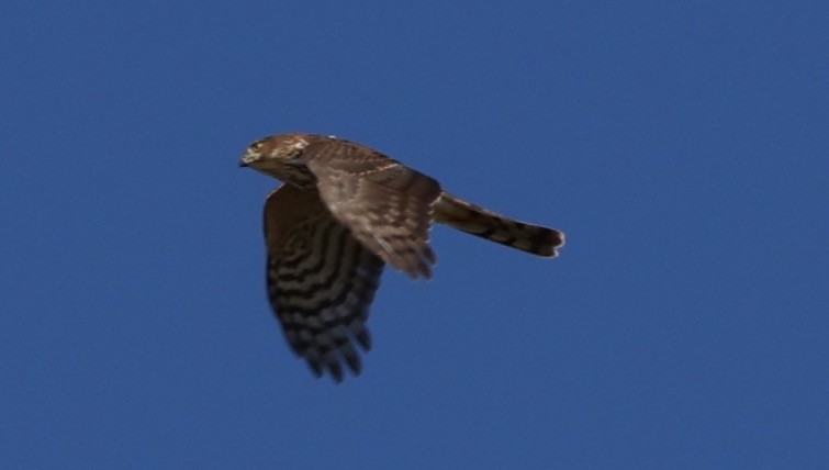Sharp-shinned Hawk - ML643369014