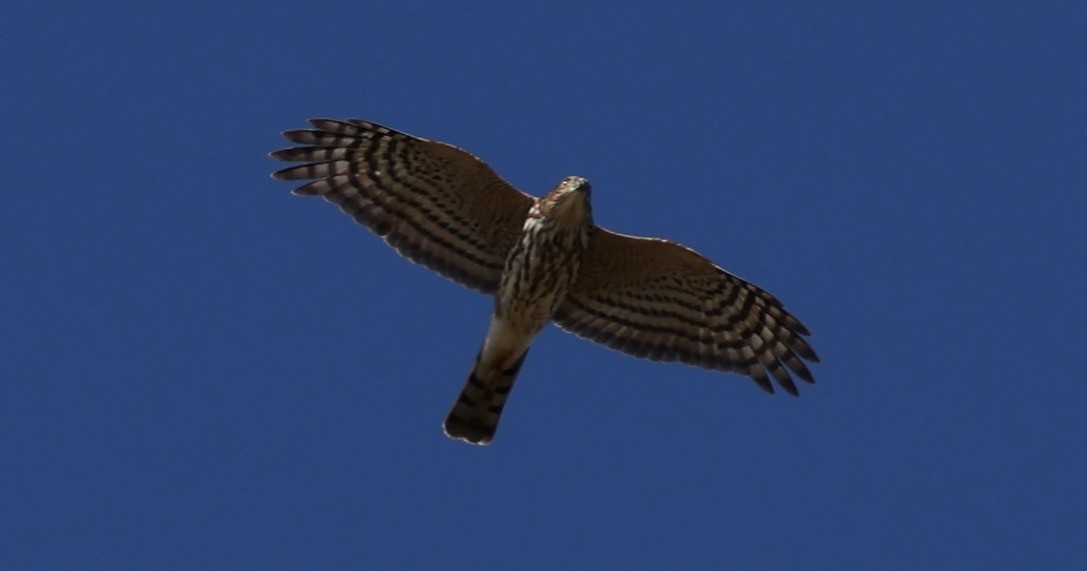 Sharp-shinned Hawk - ML643369015