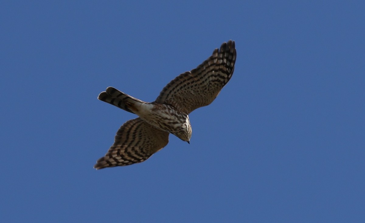 Sharp-shinned Hawk - ML643369016