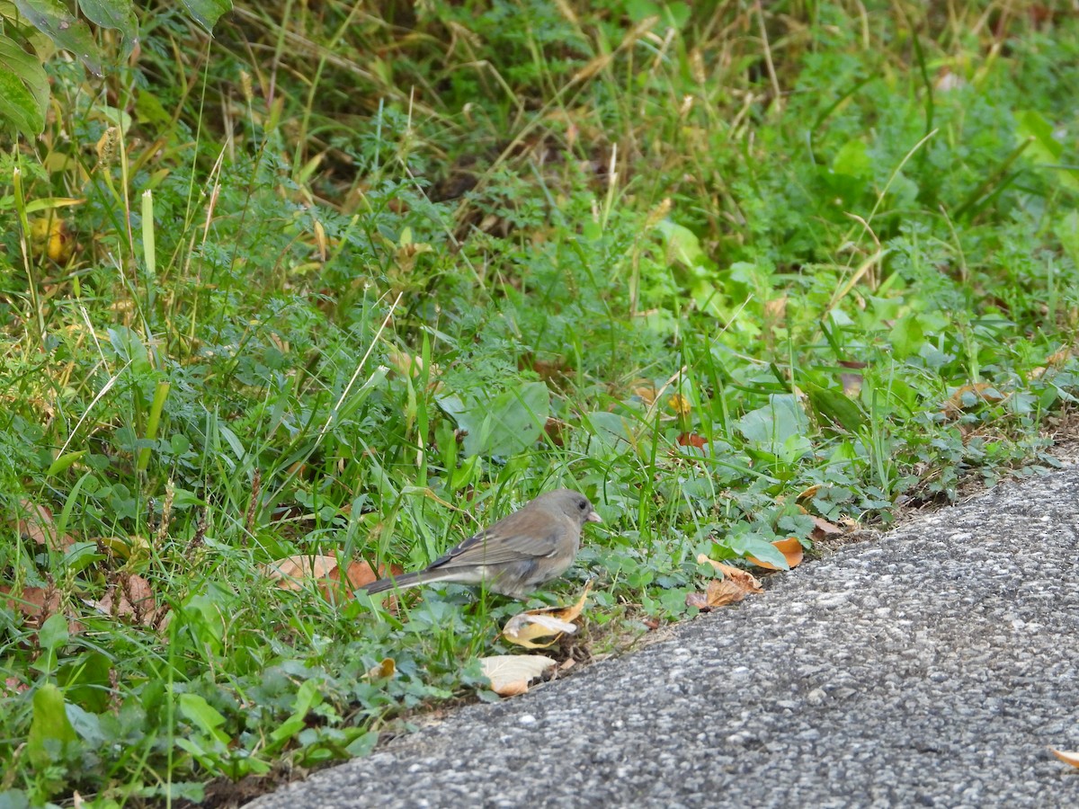 Dark-eyed Junco - ML643369019