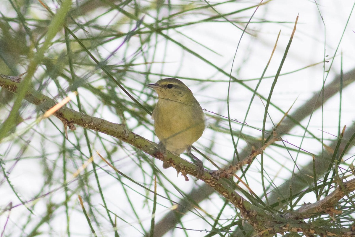 lesňáček olivový - ML643369058