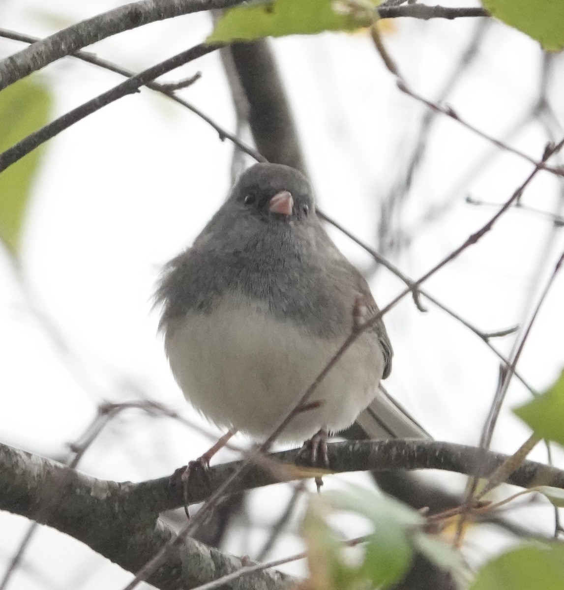 Dark-eyed Junco - ML643369072