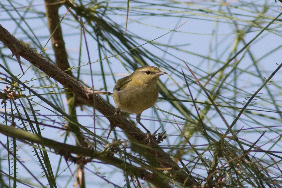 lesňáček olivový - ML643369087