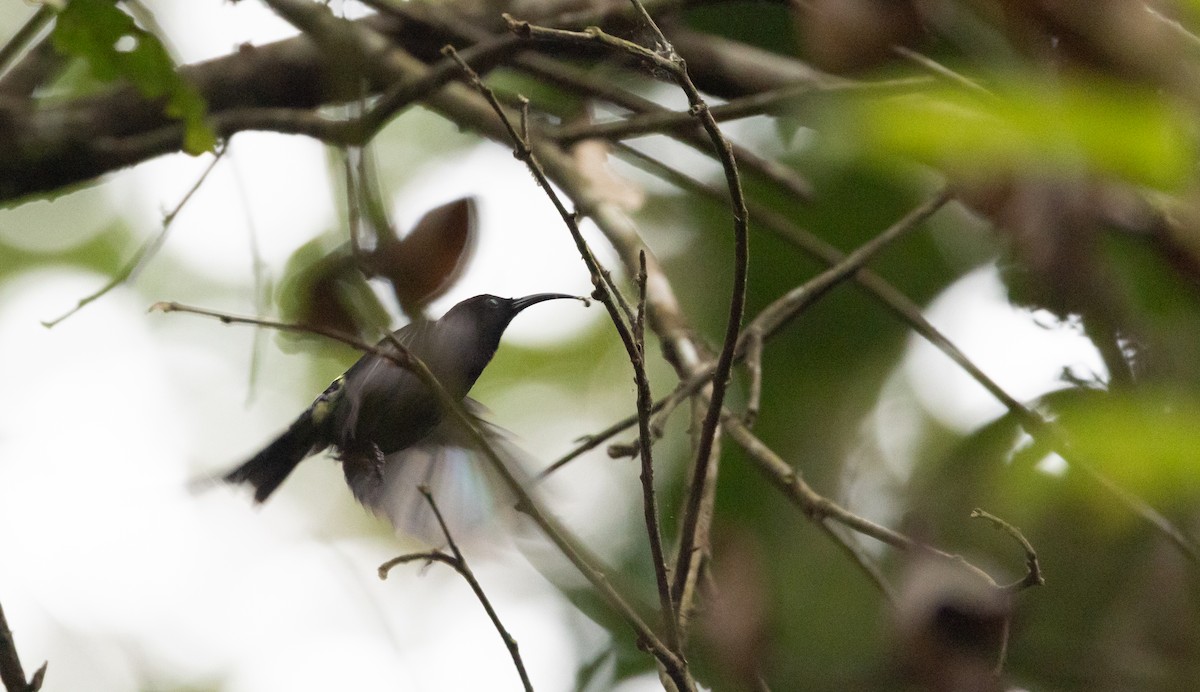 Black-throated Sunbird - ML643369090
