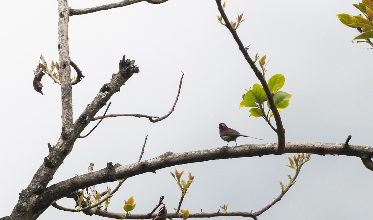Black-throated Sunbird - ML643369096
