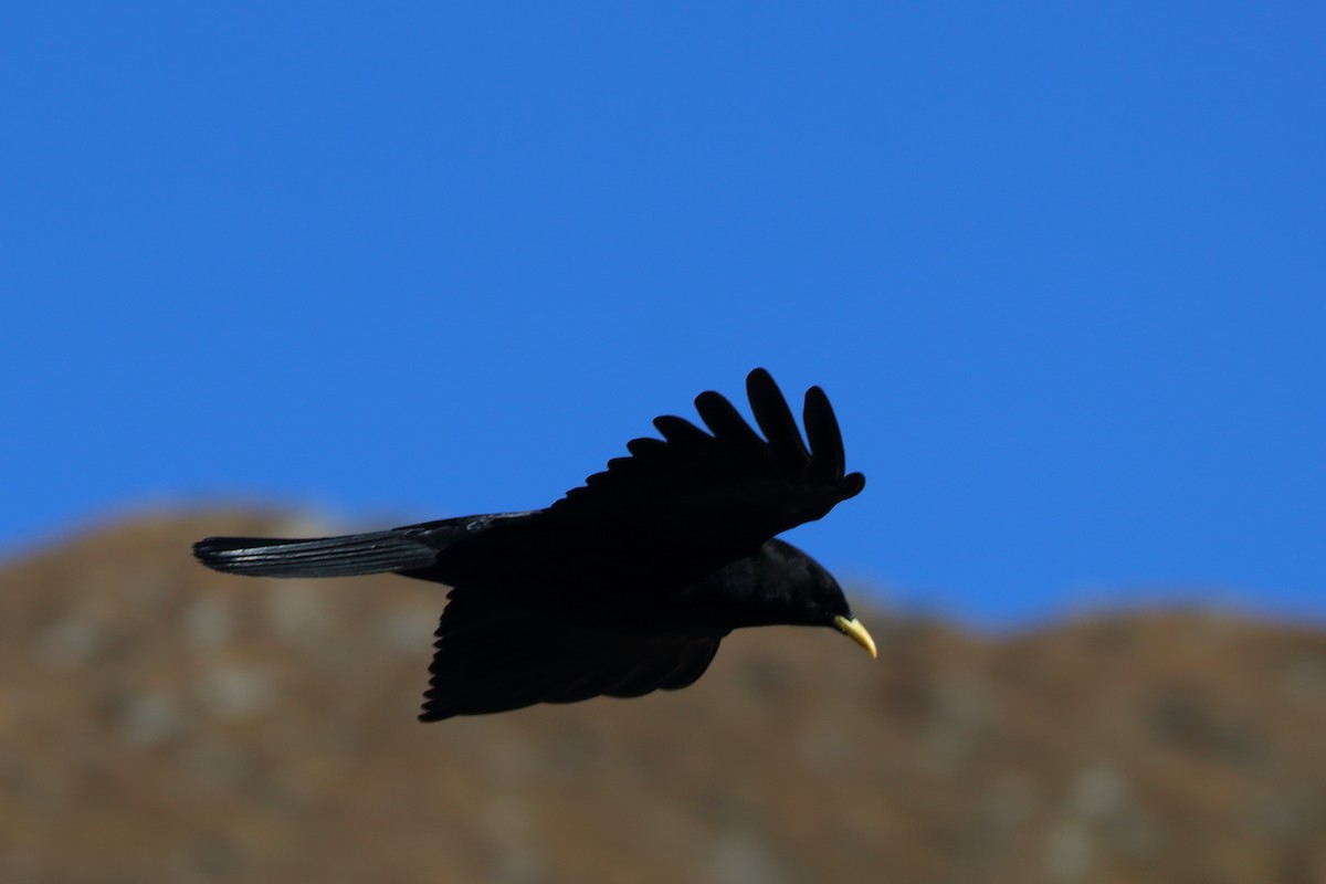 Yellow-billed Chough - ML643369103