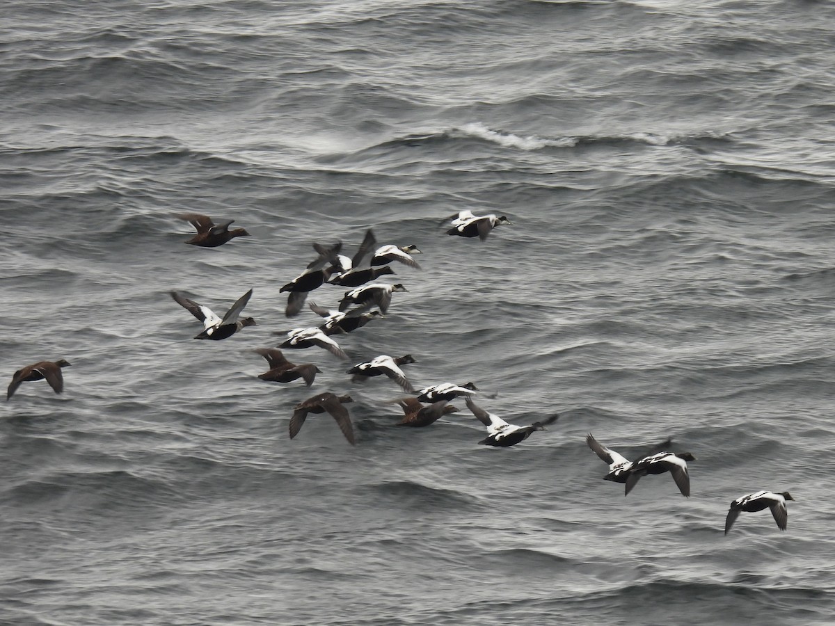 Common Eider - ML643369144