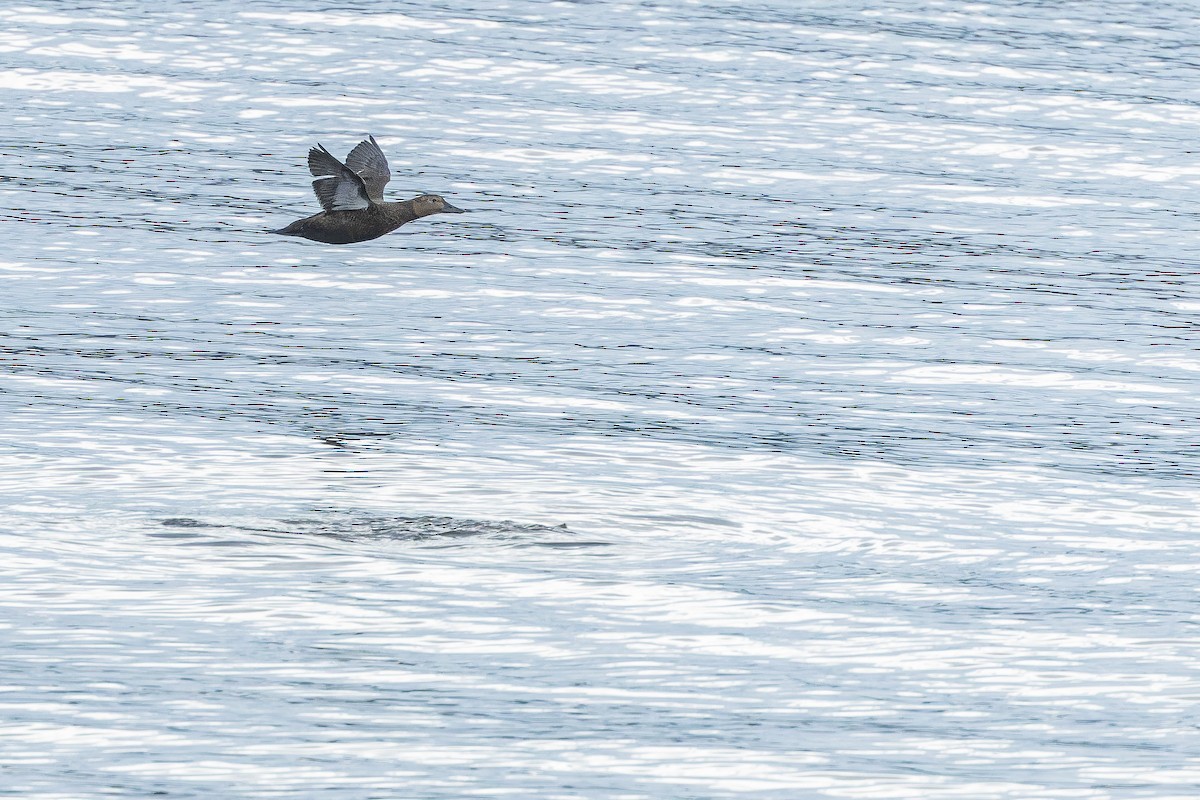 Steller's Eider - ML643369167