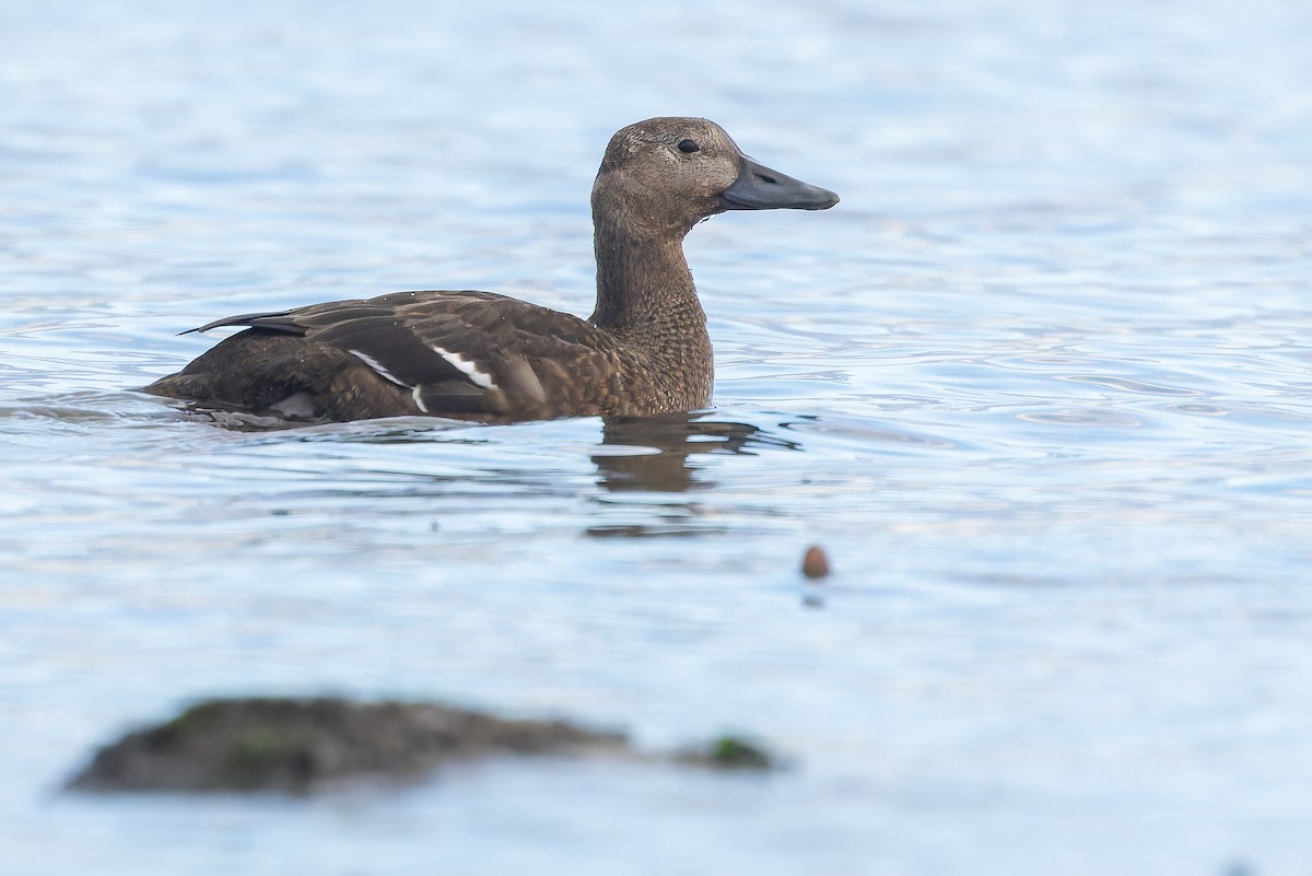 Steller's Eider - ML643369168
