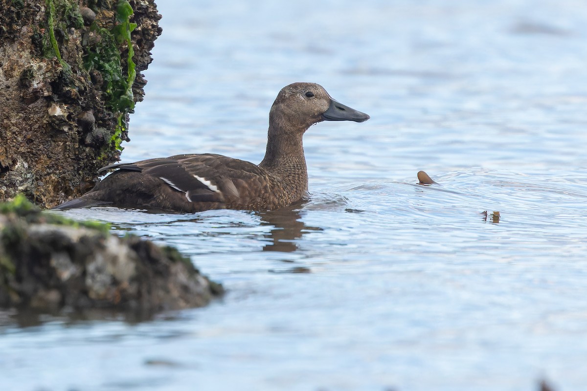 Steller's Eider - ML643369169