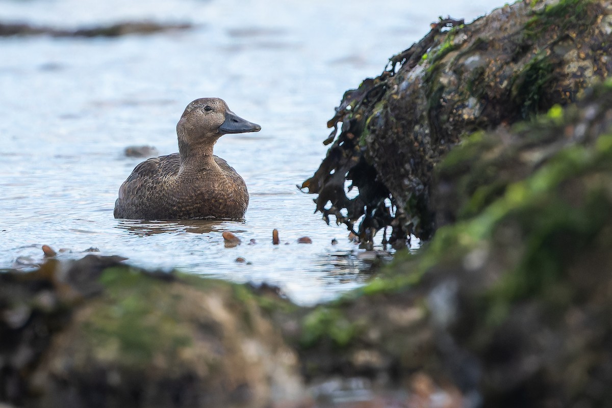 Steller's Eider - ML643369170