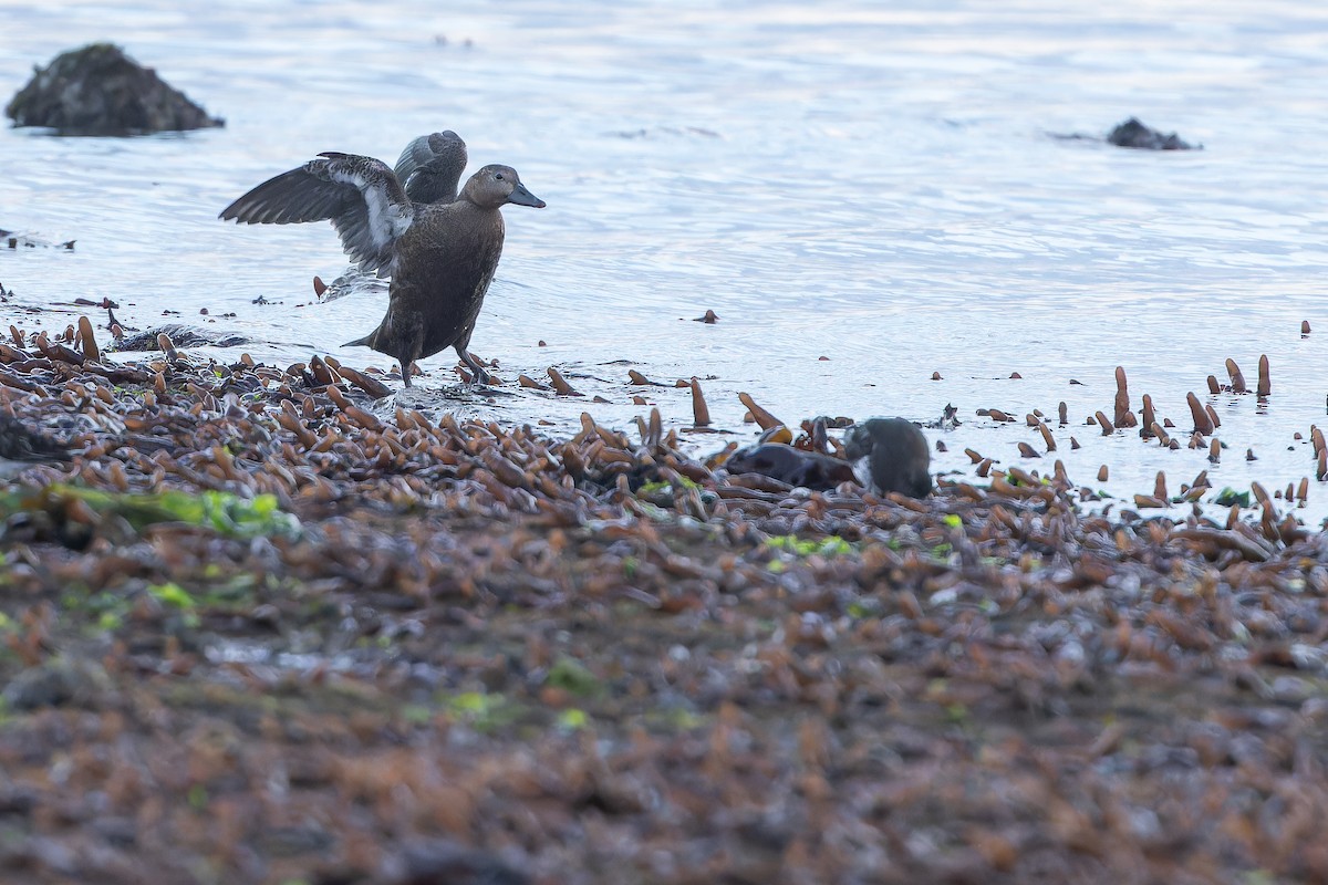 Steller's Eider - ML643369171