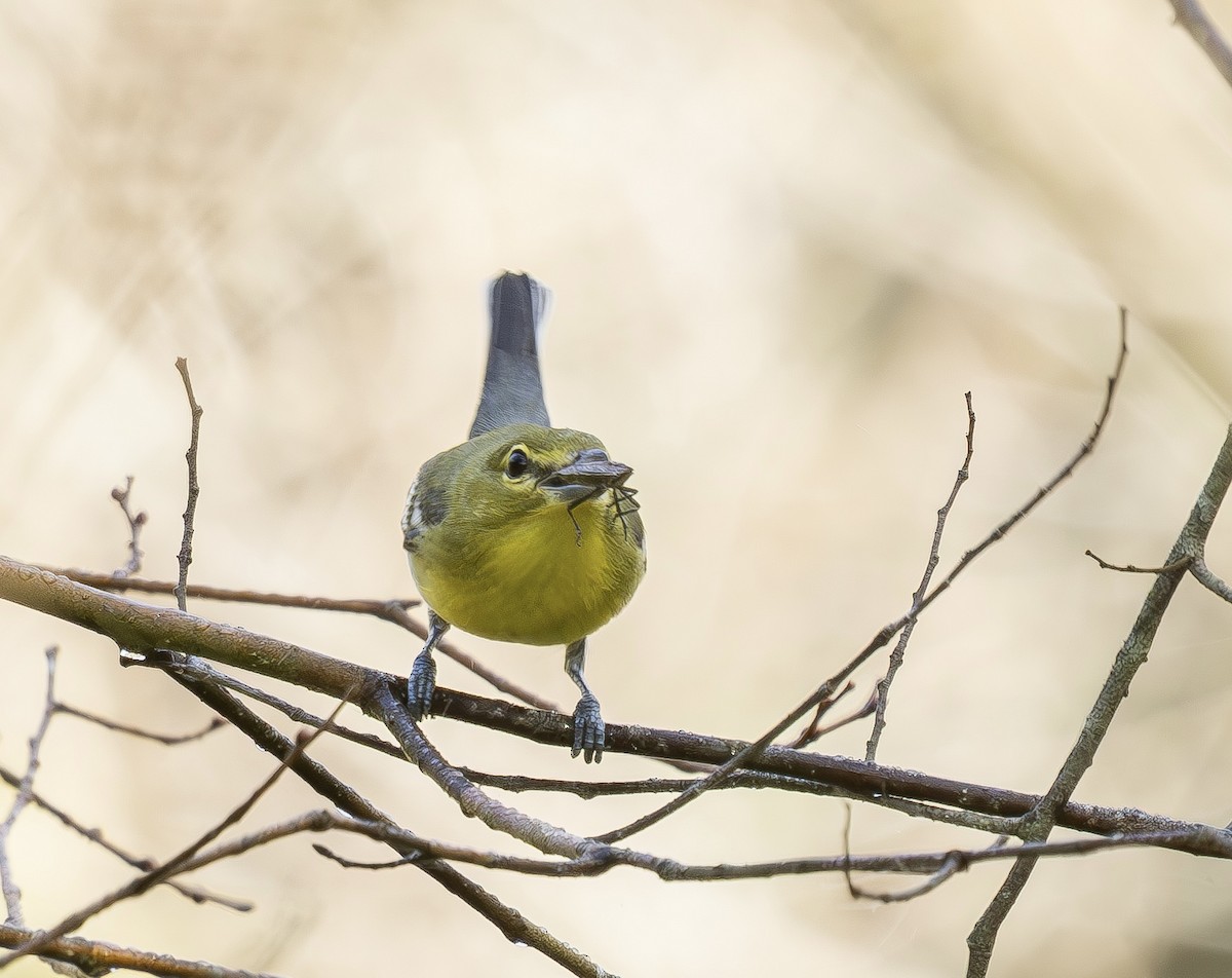 Sarı Gerdanlı Vireo - ML643369172